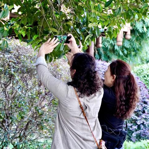 为什么长沙市桂花树多呢