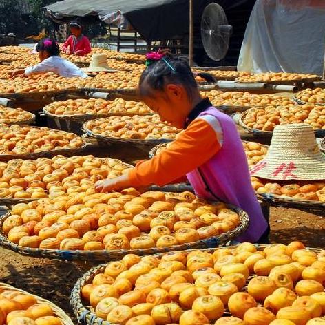 桂林市脆柿采摘基地在哪里