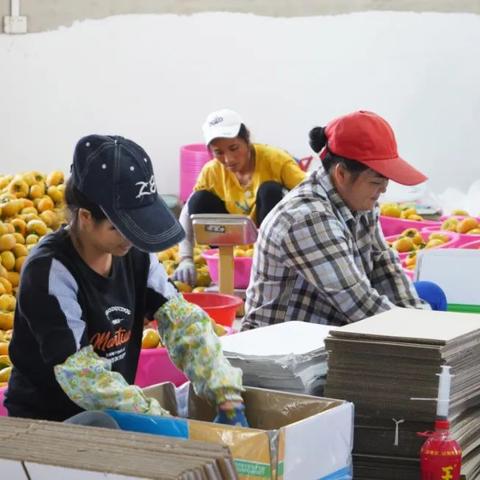 桂林市哪里招水果工人的