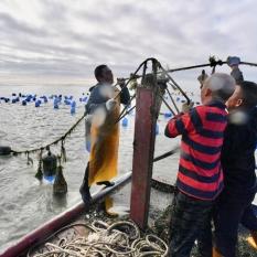 福建什么地方有生蚝卖