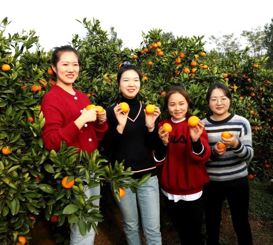 藍天柑橘種植手藝_廣西靈山特產(chǎn)