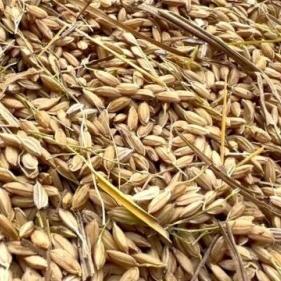 保定市美食香饭店的长尾关键词有什么