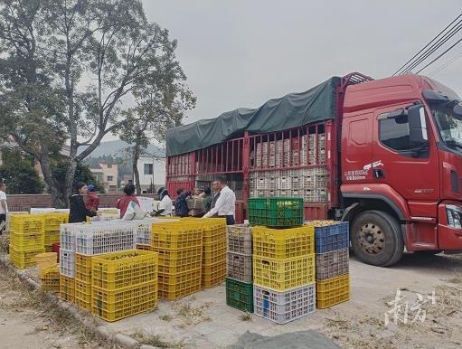 南雄柑橘種植手藝視頻教學_中國稱得上古都的城市有哪些