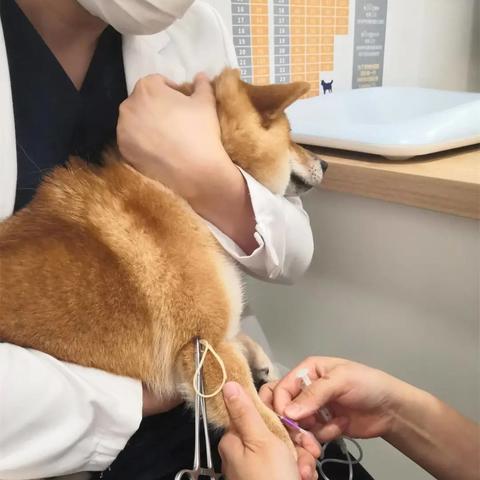 南宁柴犬吧的相关长尾关键词有哪些