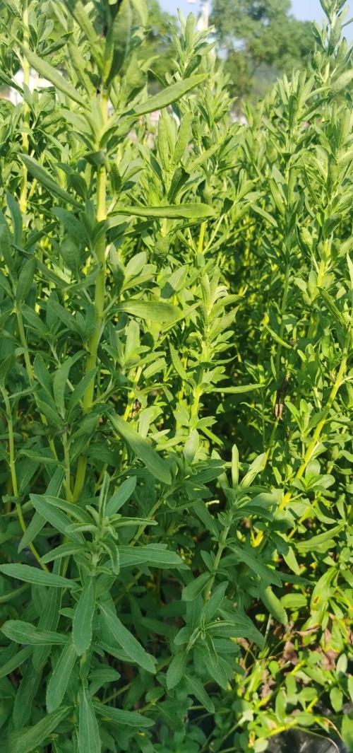 【辛巴辛有志发全员信
/辛巴辛有志上新闻】 【辛巴辛有志发全员信
/辛巴辛有志上新闻】