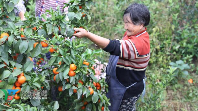 滿坡柑橘種植手藝_柑橘樹什么時(shí)候打藥好