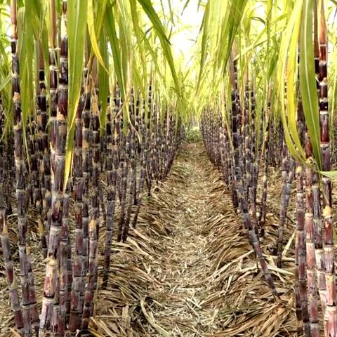 为什么河南人喜欢吃甘蔗？