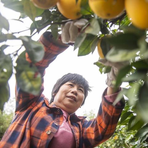 长沙市五爱村在哪个区啊