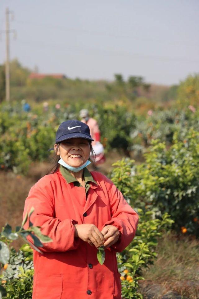 江西柑橘的種植手藝_若何選擇砧木停止柑桔培育辦理