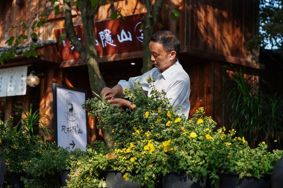 盆栽菊花怎么打头,菊花套盆生根方法?"