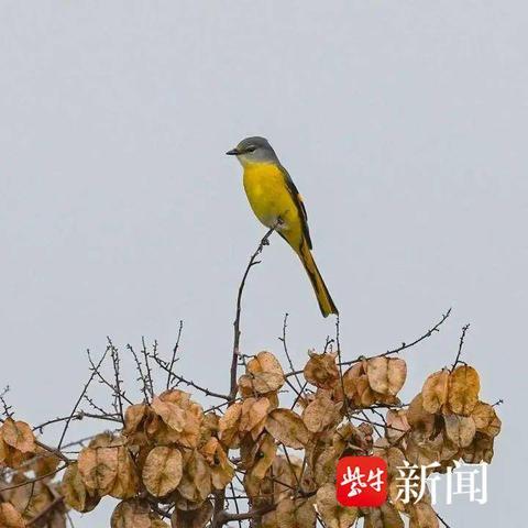 [苏州新区-上海]长尾关键词有什么