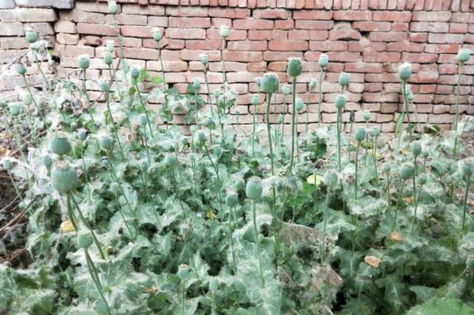 门前花坛风水_为什么大院正门做个花坛