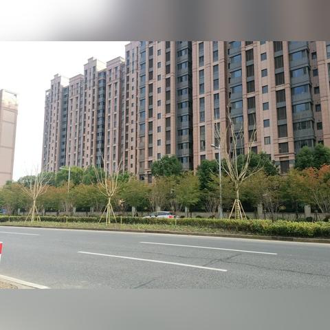 上海的街道哪些绿化