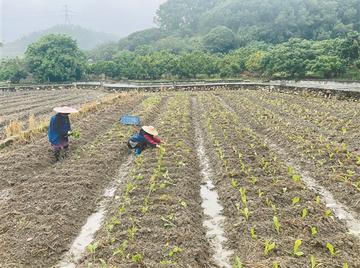 广州市菜花什么播种