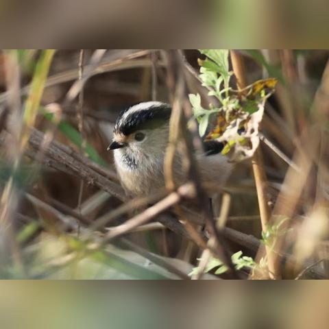 南京网讯的客服做什么的长尾关键词有什么