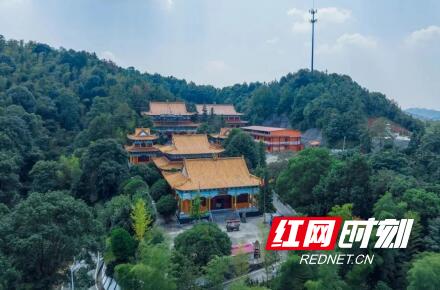 紫竹可以做什么美食（你认为哪种竹子更有种植前景）