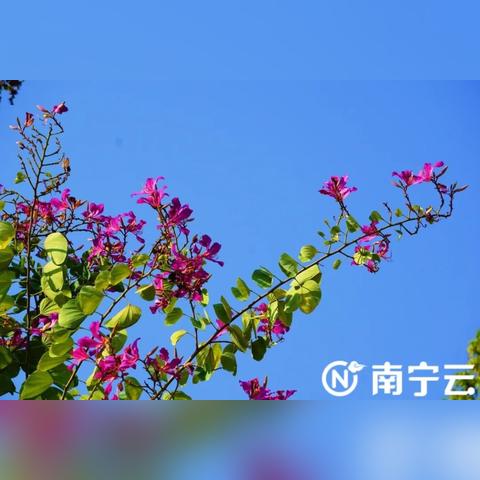 南宁公园卡怎么用？