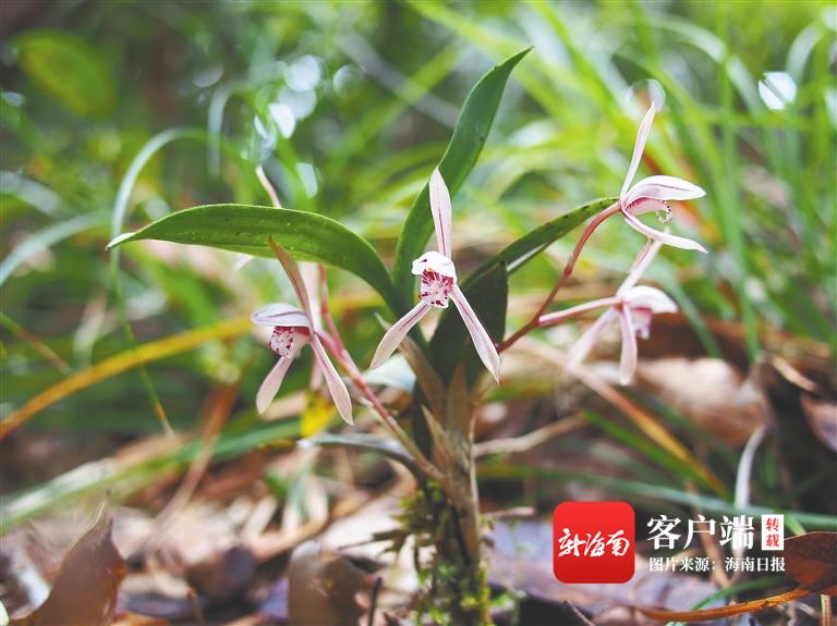 牛姓虎宝宝起名男,中国皇帝顺序表怎么排列