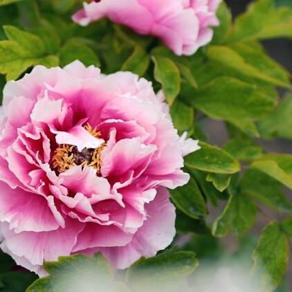 菏泽市到西安火车多少钱