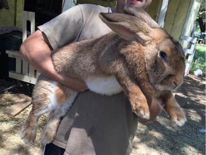  The Ultimate Guide to Caring for Your Flemish Giant Rabbit Pet