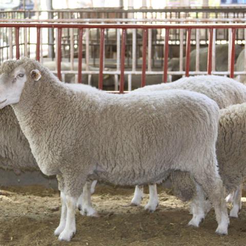 现在河南买什么羊好卖