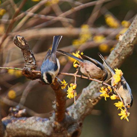 南京话大全视频的长尾关键词有什么