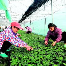 桂林市哪里有卖罗汉果的