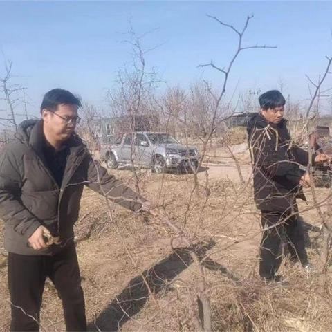 保定市园林树木修剪的长尾关键词有什么