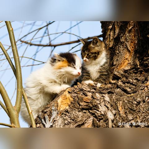 济南市场淘猫咪怎么样