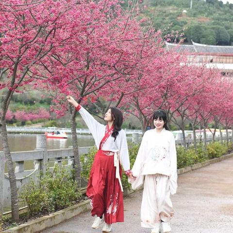 福建尤溪樱花的相关长尾关键词有哪些