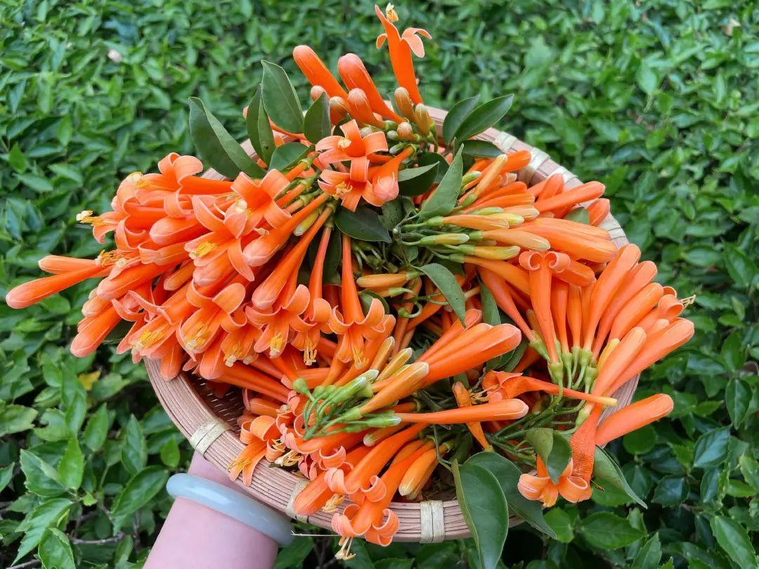 花能做出什么美食（开白花的鼠曲草能吃吗）