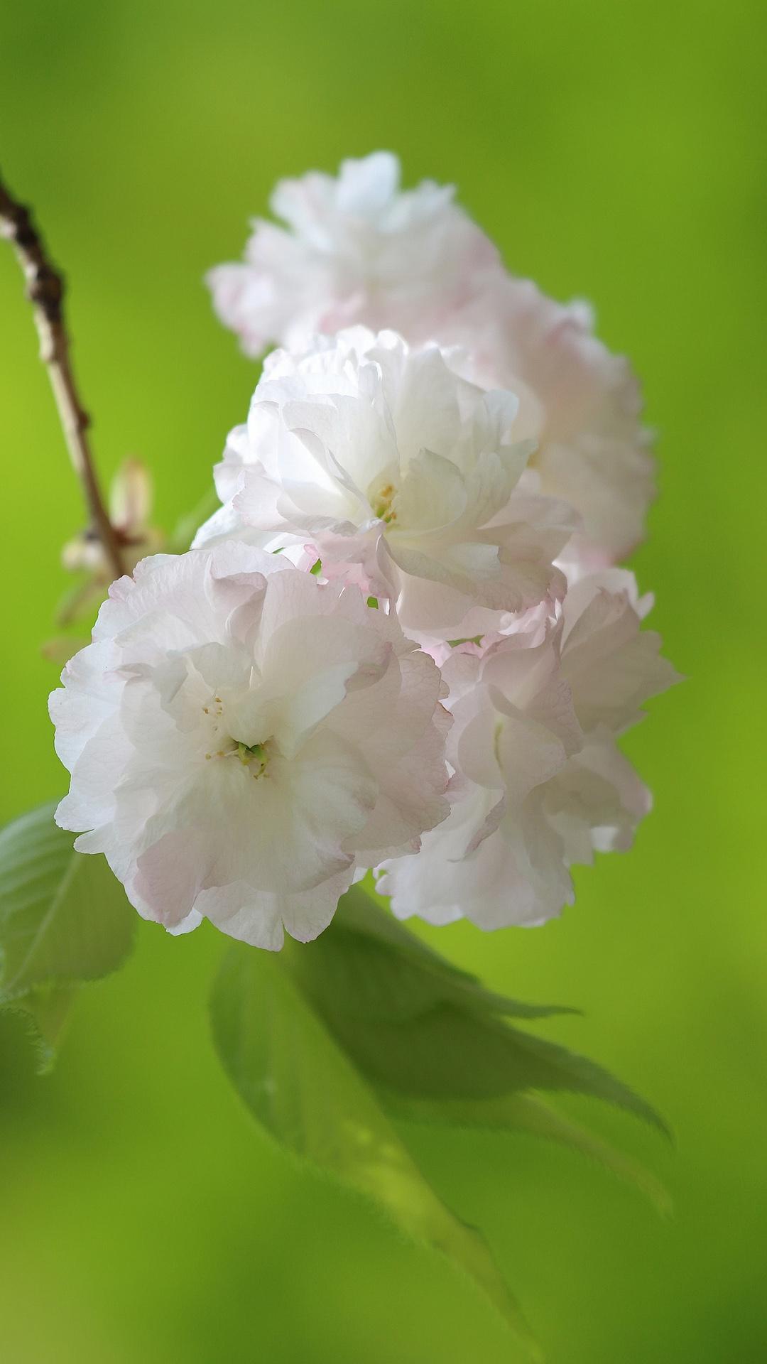 樱花，白色樱花，树枝，树叶，绿色护眼背景，樱花桌面壁纸