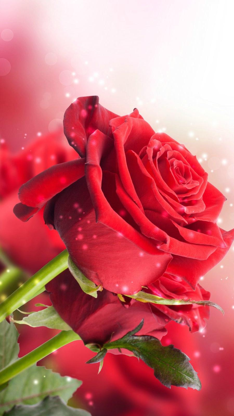 爱情美图唯美温馨玫瑰