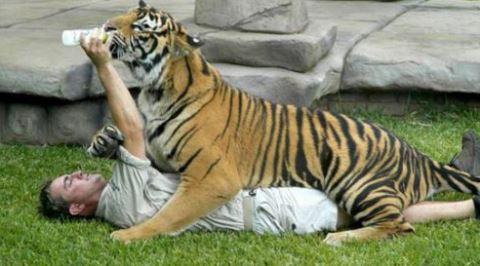 梦见老虎咬别人，解析梦境背后的深层含义与心理启示