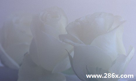 怀孕梦见桃子的奥秘，一场关于生命与希望的温柔梦境