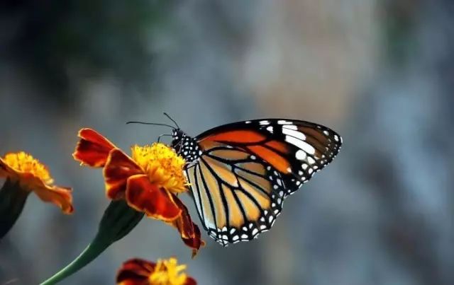 梦境翩跹，解读梦见好多很大的蝴蝶的深层寓意