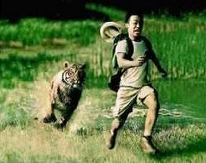 梦见老虎走向自己，探索梦境背后的深层含义与心理解析