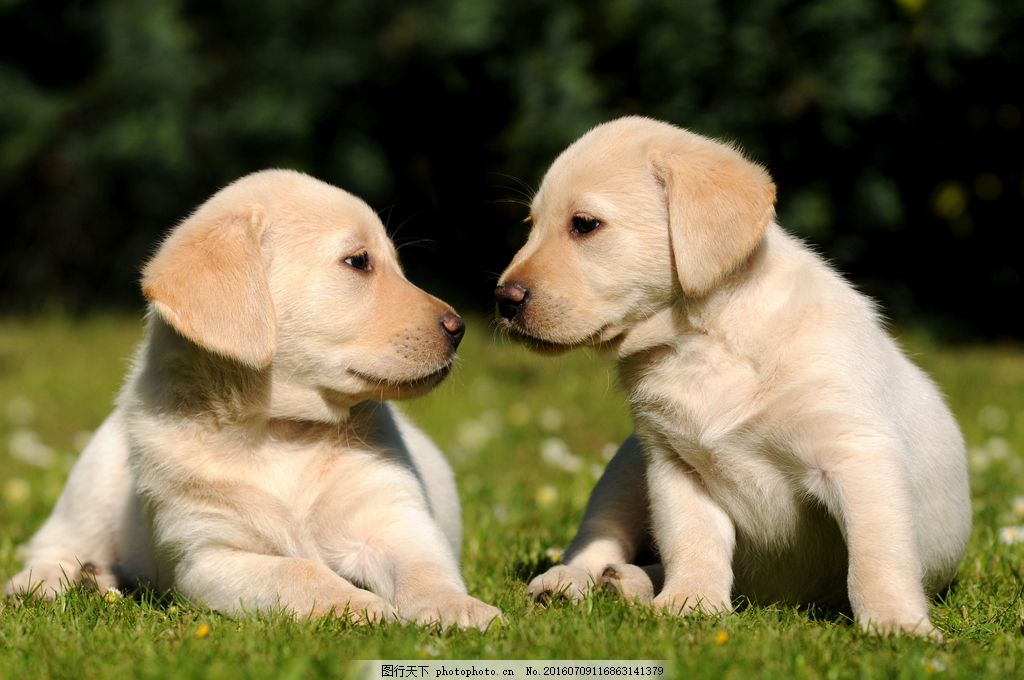 拉布拉多幼犬