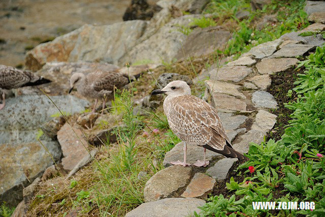 梦魇追踪，解析梦见蛇追我的深层含义与心理暗示
