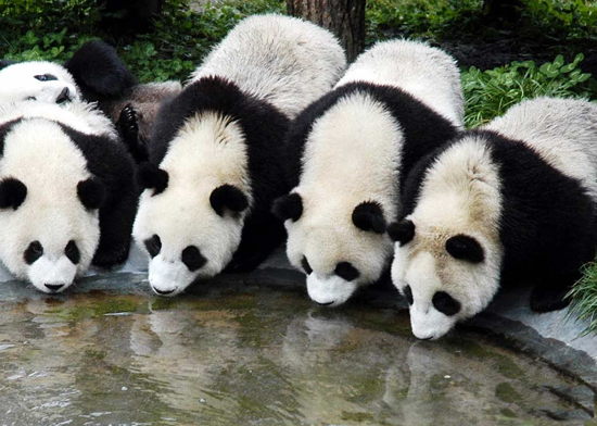 Pandas in Chengdu