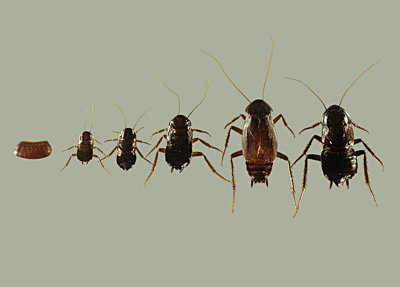 防止蟑螂爬到人身上和赶走蟑螂最好的办法 蟑螂往人身上爬原因