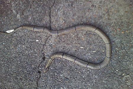 梦境迷踪，解析梦见好长一条但很细的白色蛇的深层含义