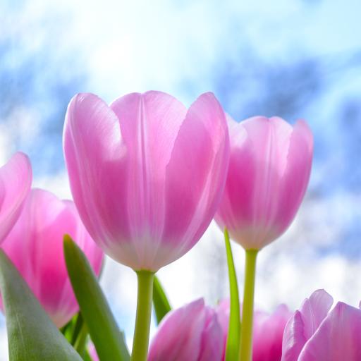 郁金香鲜花盛开粉色唯美春天