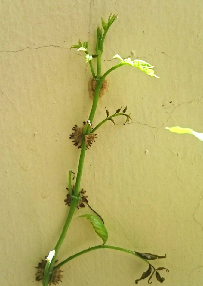 爬山虎的脚简笔画