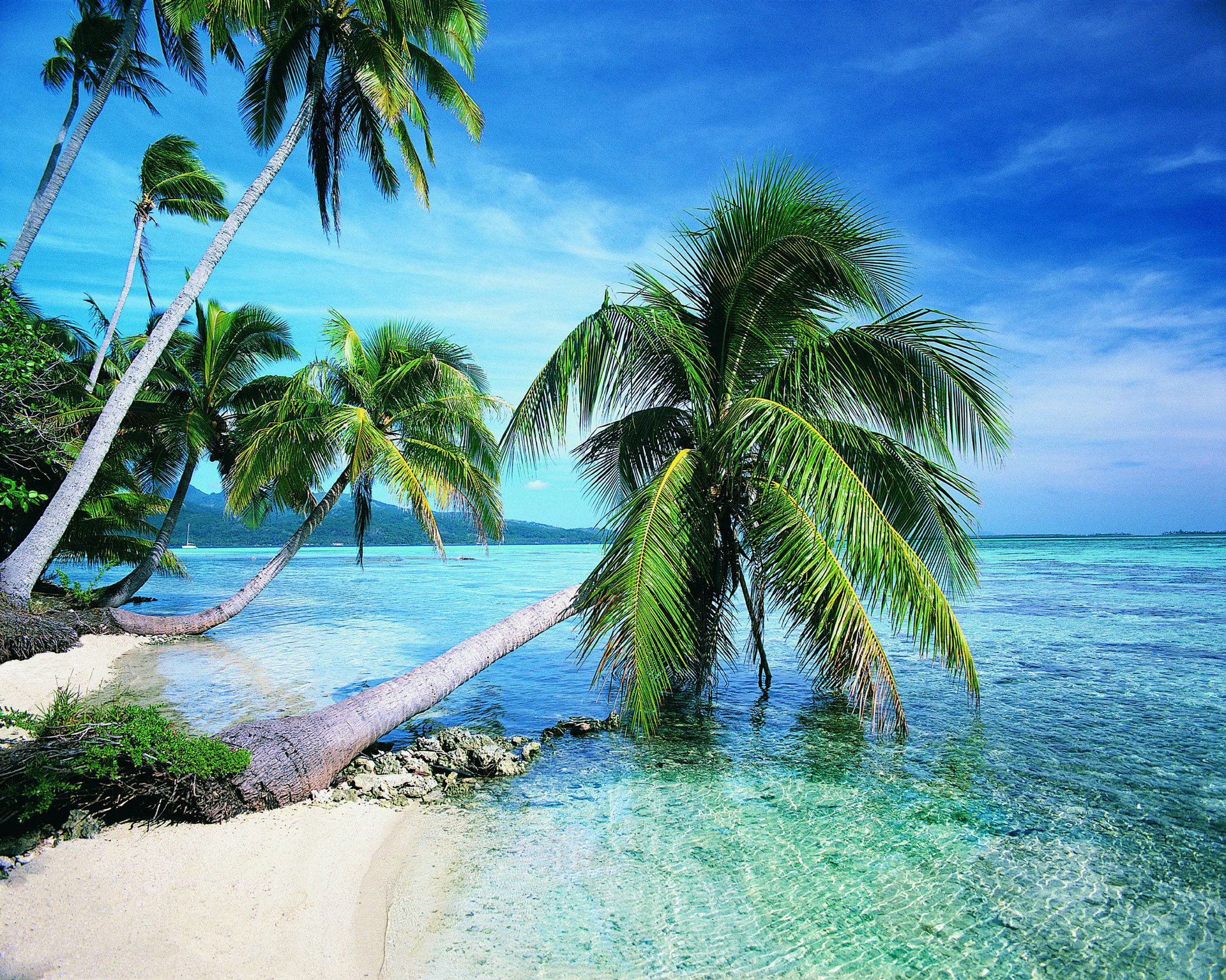 【唯美桌面壁纸篇】热带椰树绝美风景壁