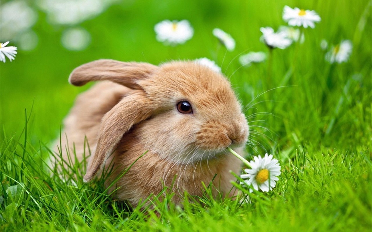可爱动物兔子高清桌面壁纸