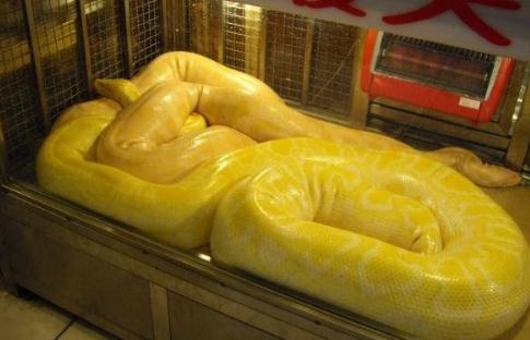 梦境迷踪，解析最近总是梦见蛇，这个月已三次，昨晚的莽蛇之梦