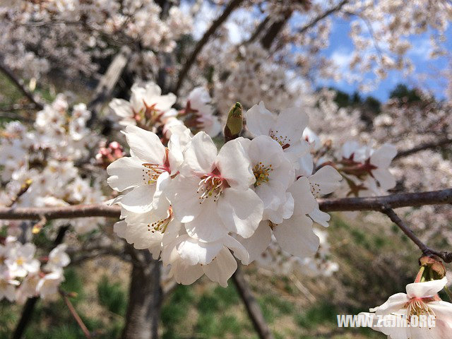 梦回往昔，爱之守护，梦见自己生病时过世的爱人来照，心中喜悦的深层解析