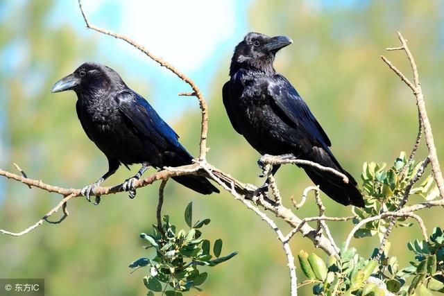 梦境解析，梦见乌鸦站在我钓的鱼身上