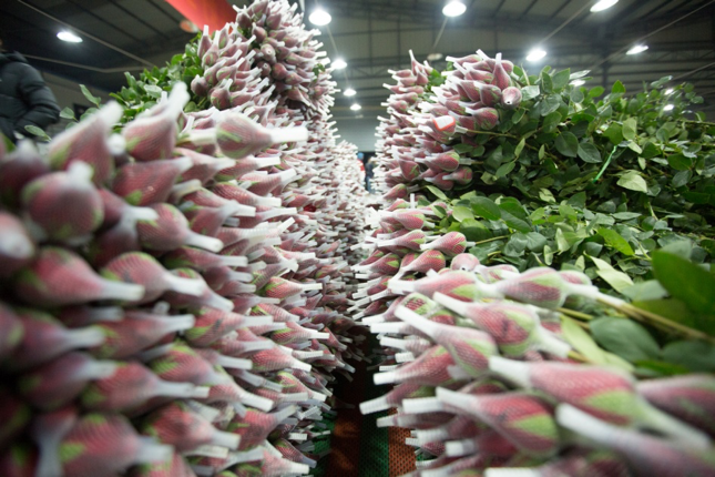 Kunming's Floral Splendor